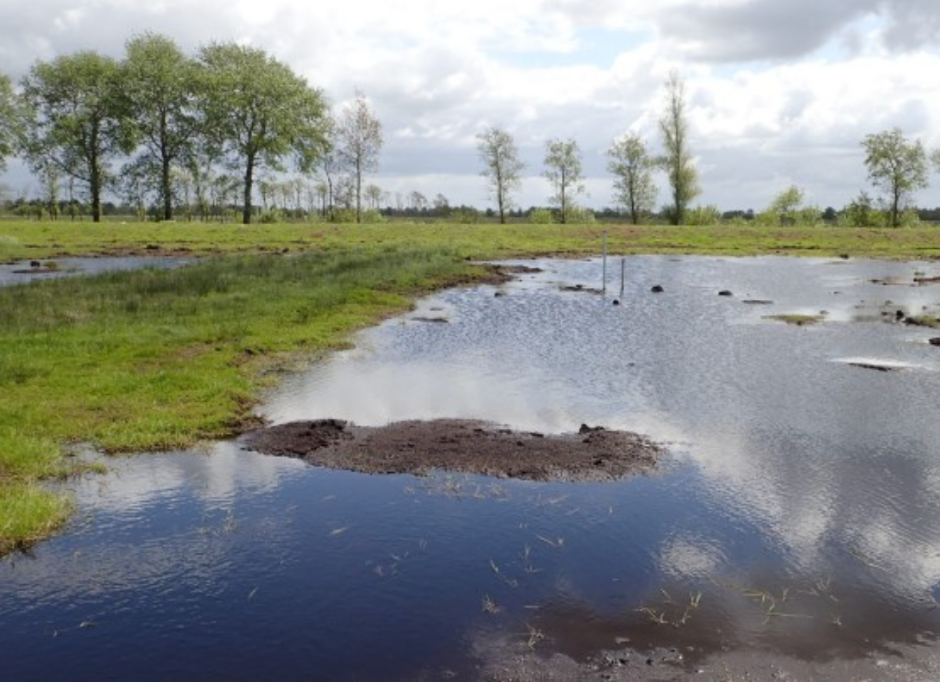 Das Königsmoor in Schleswig-Holstein